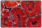 Ultra Red Acan Lord